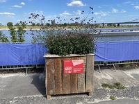 Blumenbeet von Blumen Dennisen & Stefan Peeters Gmbh