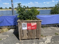 Blumenbeet der Kulturfabrik Krefeld