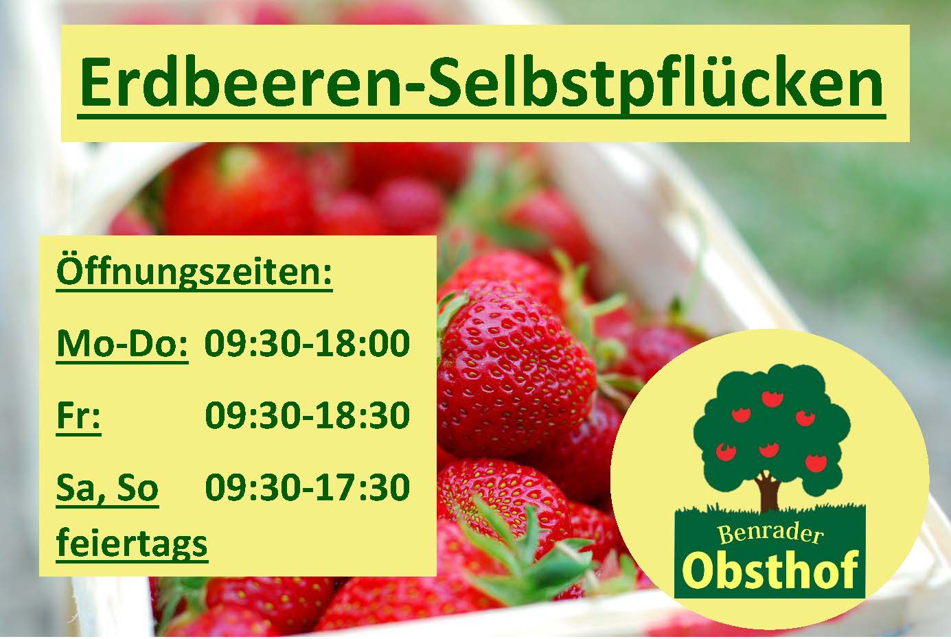 Benrader Obsthof Erdbeern selbst pflücken